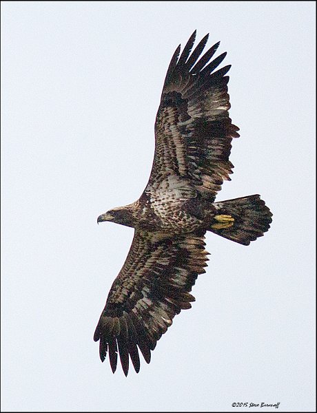 _5SB6138 2nd year bald eagle.jpg
